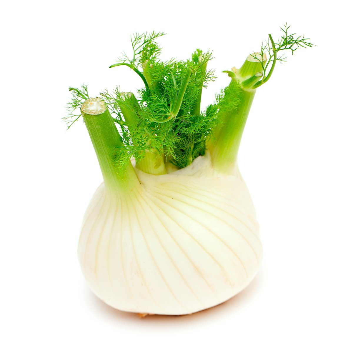 Fennel Bulb