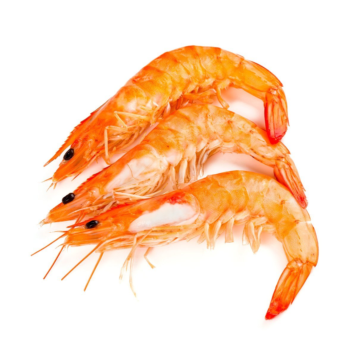 Atlantic Shrimp